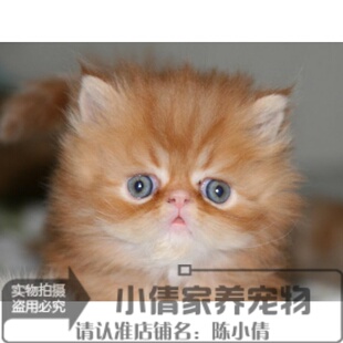 加菲猫短毛猫 纯种波斯猫h 活体红虎斑波斯猫 长毛波斯猫幼猫