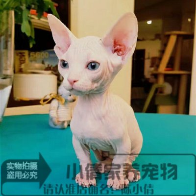 出售斯芬克斯加拿大蓝眼宠物猫舍