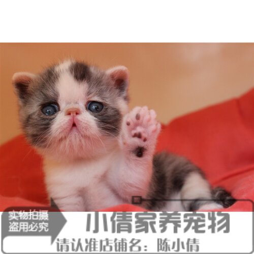 出售纯种活体幼崽异国短毛猫
