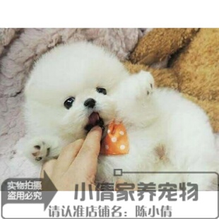 珍球体博美幼犬狗26x 纯白色博美犬纯种茶杯博美日本俊介袖