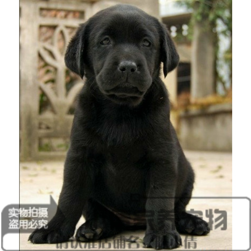纯种黑色拉布拉多狗狗宠物犬幼犬导盲犬工作犬陪伴小孩伴侣犬x|msdalam kategori haiwan peliharaan/makanan haiwan dan bekalan, anjing - dari Buy2taobao.com untuk memberikan perkhidmatan ejen Taobao profesional membeli