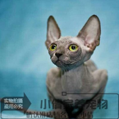 宠物猫猫活体出售家养小猫咪纯种无毛猫斯芬克斯美系无毛猫x