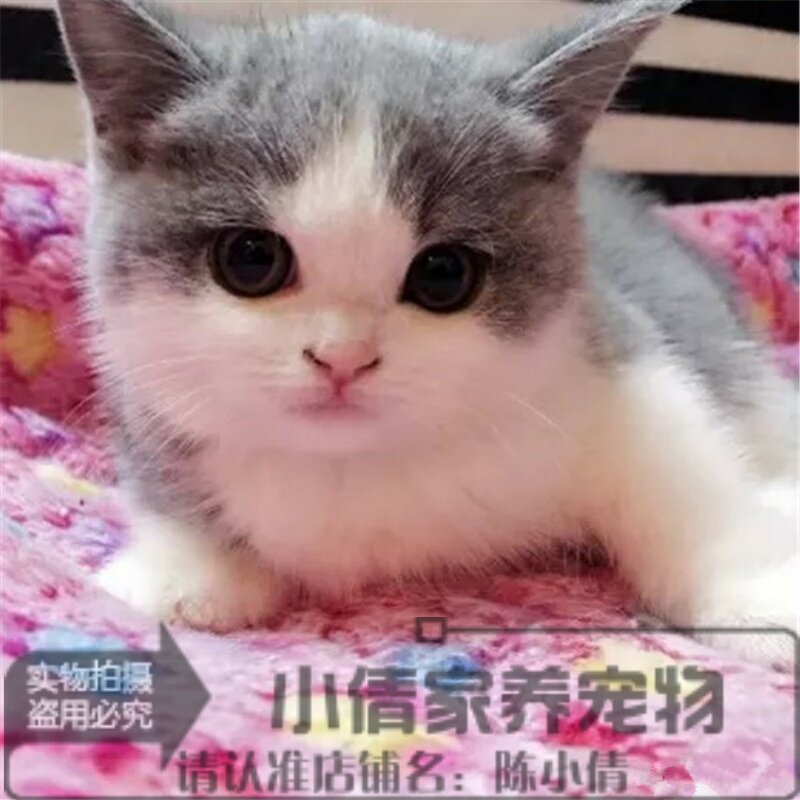 纯种活体英短蓝猫
