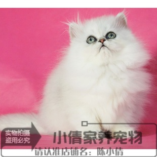 出售赛级金吉拉幼猫纯种长毛猫活体幼猫立耳猫金吉拉宠物猫活体x