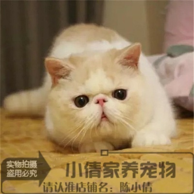 纯种活体宠物加菲猫异国长短猫红白梵加菲弟弟幼猫家养包健康x