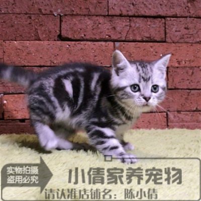 出售银虎斑活体纯种美国短毛猫