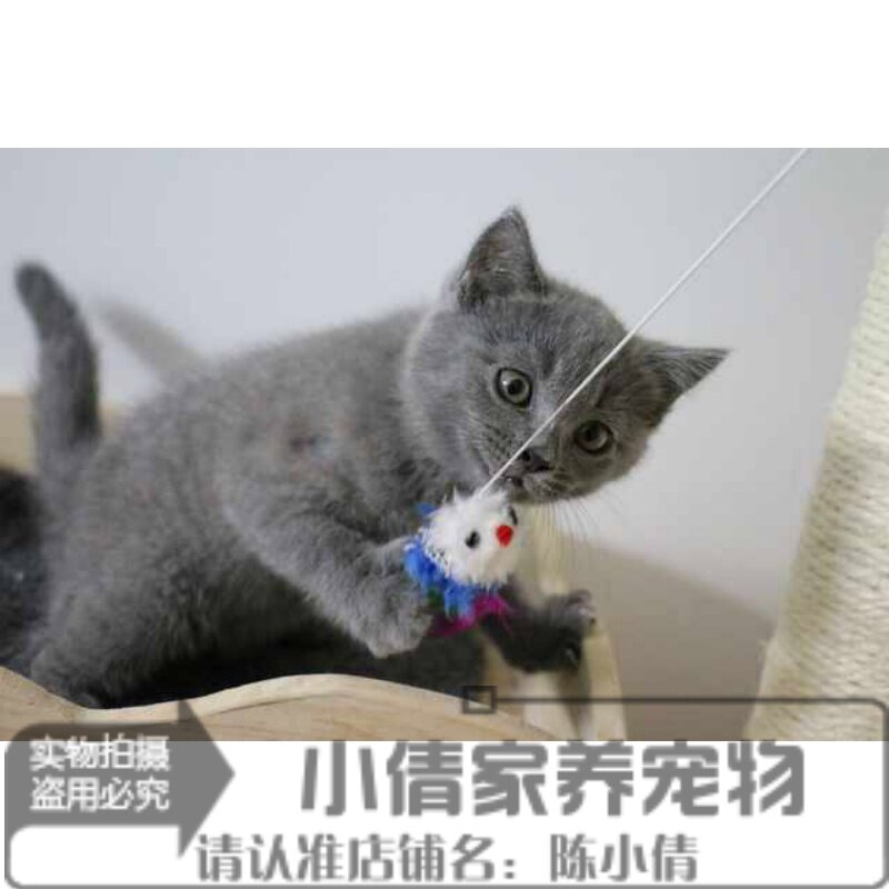 英国短毛猫 纯种英短蓝猫 宠物猫活体 猫咪领养 幼猫幼崽出售h