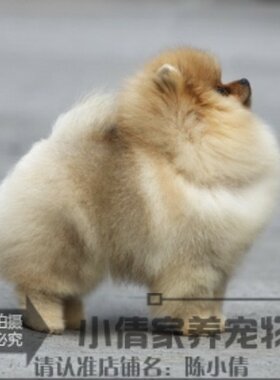 纯种哈多利博美幼犬活体宠物狗小体爆毛家养宠物狗狗大毛量赛级h