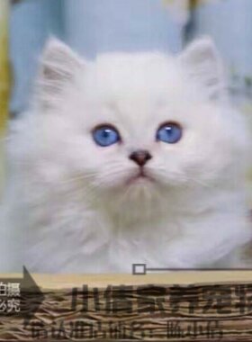 金吉拉活体长毛纯种渐层白色幼猫