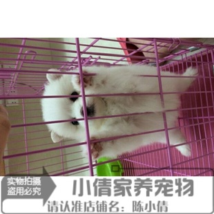 珍球体博美幼犬狗2x 纯白色博美犬纯种茶杯博美日本俊介袖