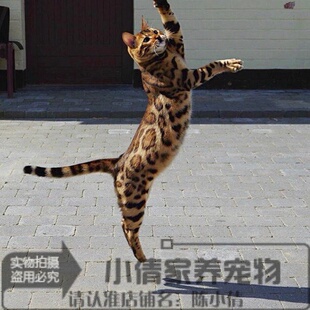 豹猫 孟加拉豹猫 纯种大玫瑰纹 空心大玫瑰花纹 红金色豹猫幼猫h