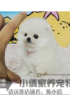 纯白色博美犬纯种茶杯博美日本俊介袖珍球体博美幼犬狗17h