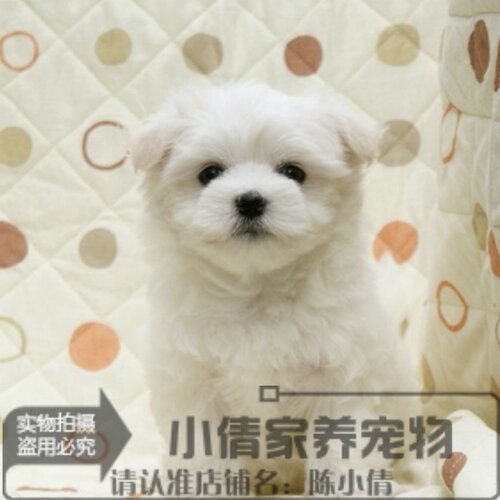 马尔济斯犬幼犬价格 马尔济斯犬幼犬图片 星期三