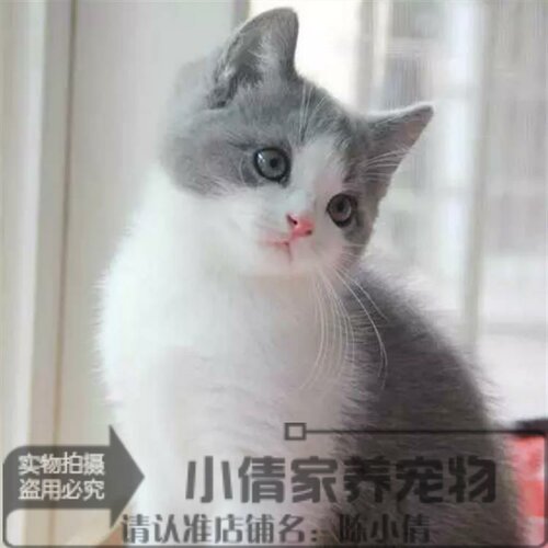 纯种蓝白立耳活体英国短毛猫