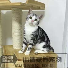 美短起司加白猫咪活体公猫弟弟宠物猫虎斑猫家养繁殖银虎斑美短x