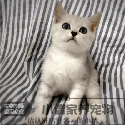 纯种活体银色渐层英国短毛猫