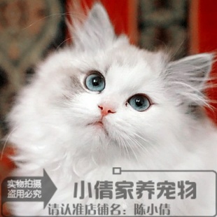 出售纯种布偶猫活体蓝双色海豹重点色手套色赛级布偶幼猫宠物猫x