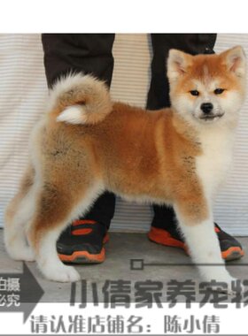 上海出售日系忠犬八公宠物狗狗