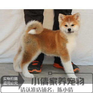 上海出售纯种日系秋田犬幼犬活体宠物狗狗日本秋田犬忠犬八公h