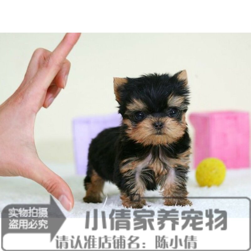 纯种幼犬茶杯约克夏梗图片