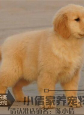 金毛血统纯正驱虫疫苗巡回犬