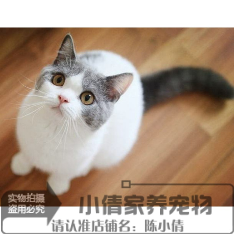 宠物猫咪小蓝猫加菲猫布偶猫折耳猫暹罗猫波斯猫幼猫活体纯种猫x