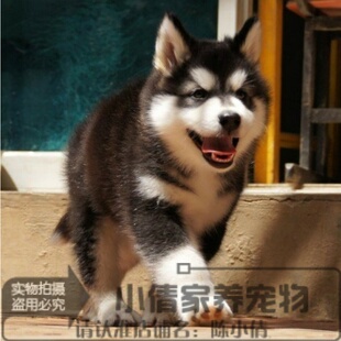 纯种阿拉斯加幼犬活体十字脸家养萌犬宠物狗血统纯正驱虫疫苗齐h