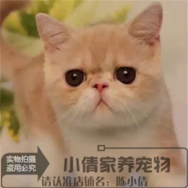 包子脸活体异国短毛猫