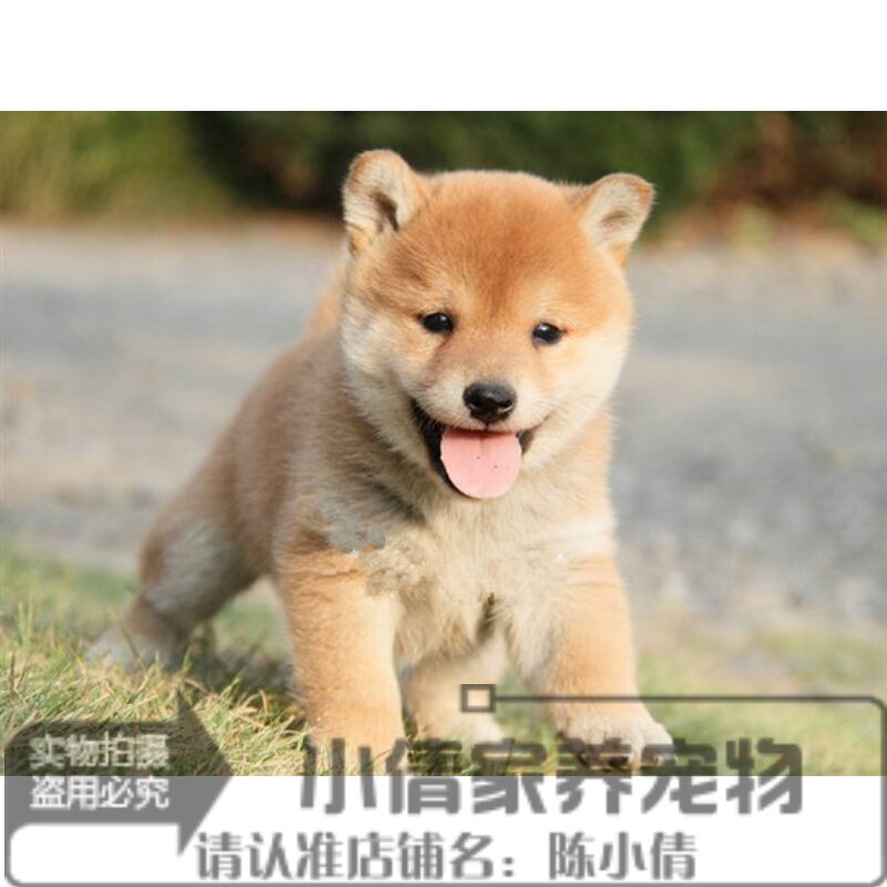 纯种憨萌可爱日本柴犬狗狗宝宝幼犬活体城市干净好打理伴侣犬h