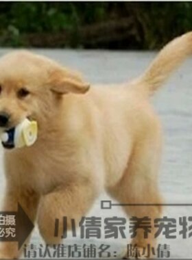 出售活体寻回犬纯种金毛
