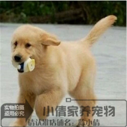 出售活体寻回犬纯种金毛