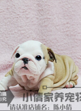 纯种英国斗牛犬英斗犬赛级英牛幼犬活体宠物狗上海英斗犬h05h