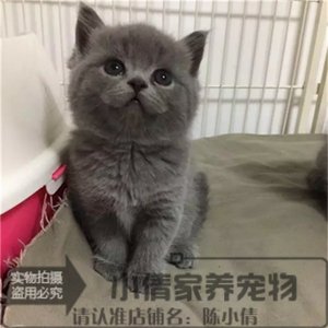 英短蓝猫活体纯种宠物小猫