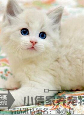 纯种活体出售布偶猫