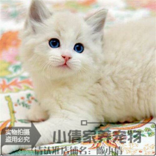 纯种活体出售布偶猫
