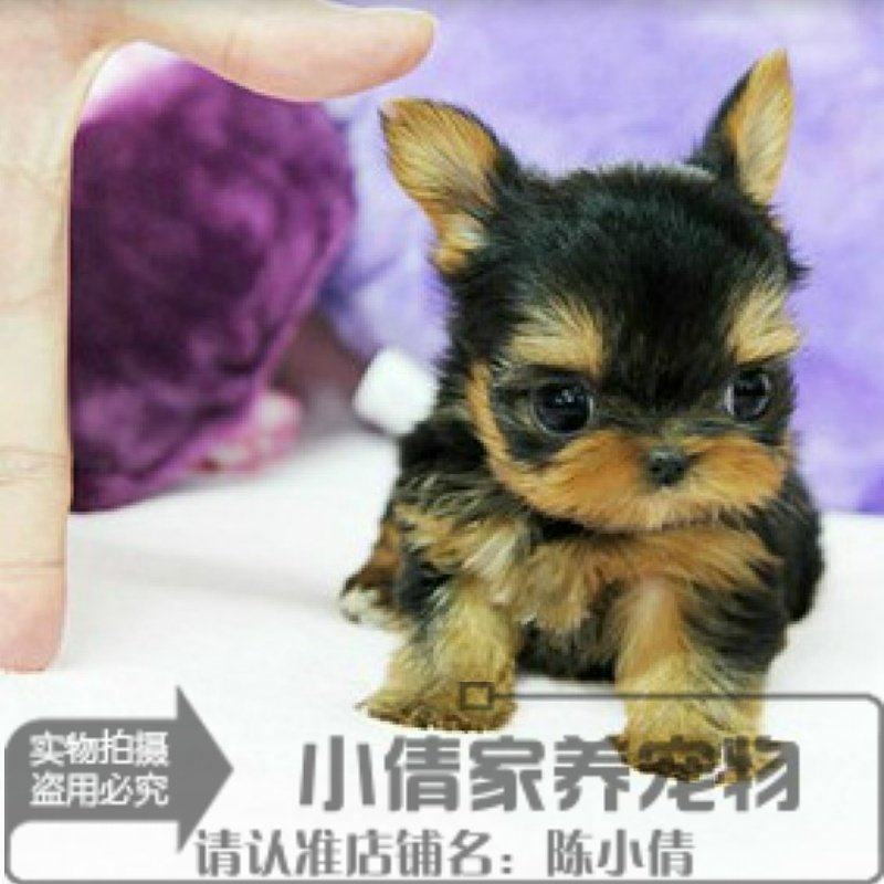 长不大茶杯犬约克夏幼犬活体宠物狗纯种迷你小体约克夏梗宠物狗x