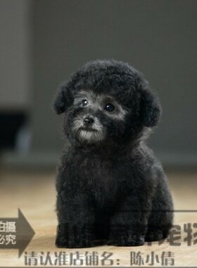 家养灰色纯种口袋贵宾活体幼犬