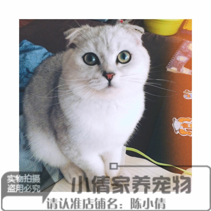 纯种银渐层活体幼崽苏格兰折耳猫
