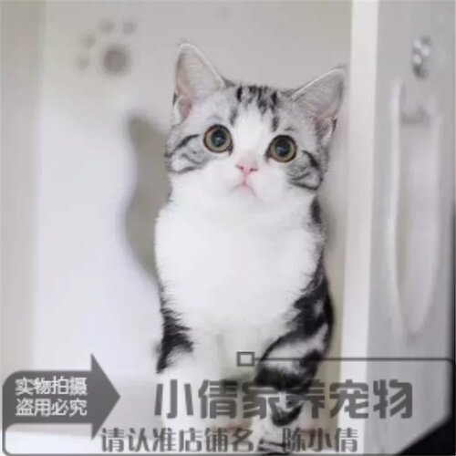 纯种银虎斑活体美国短毛猫