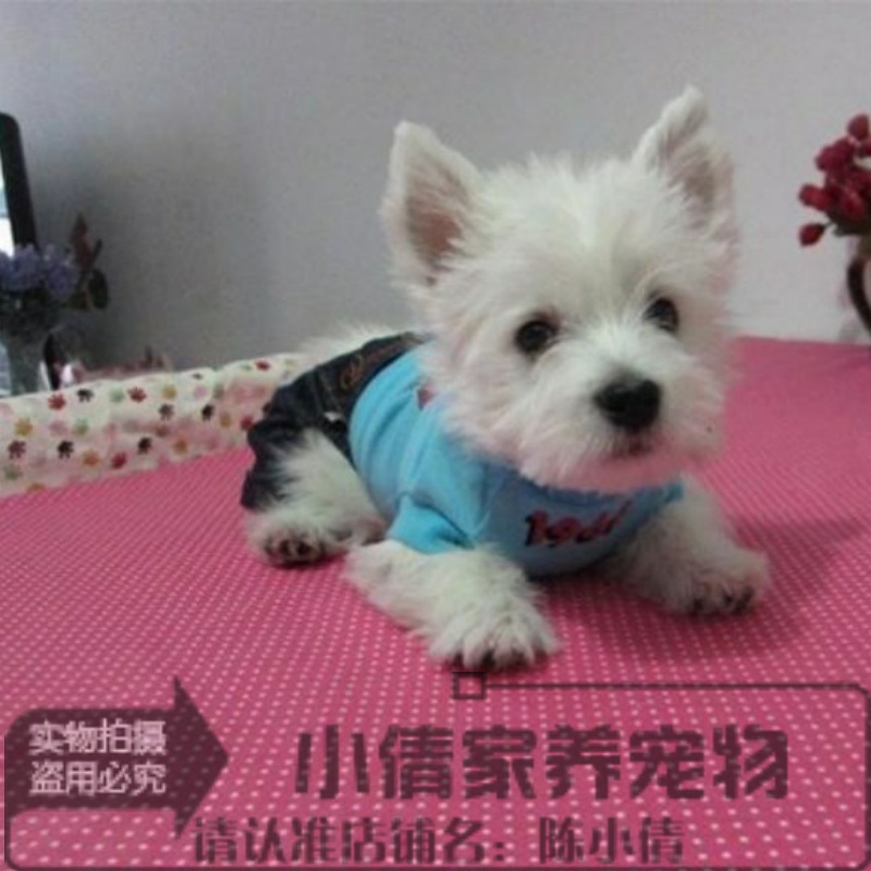 纯自家繁殖纯种宠物犬西高地/西高地白梗犬/支持上门q