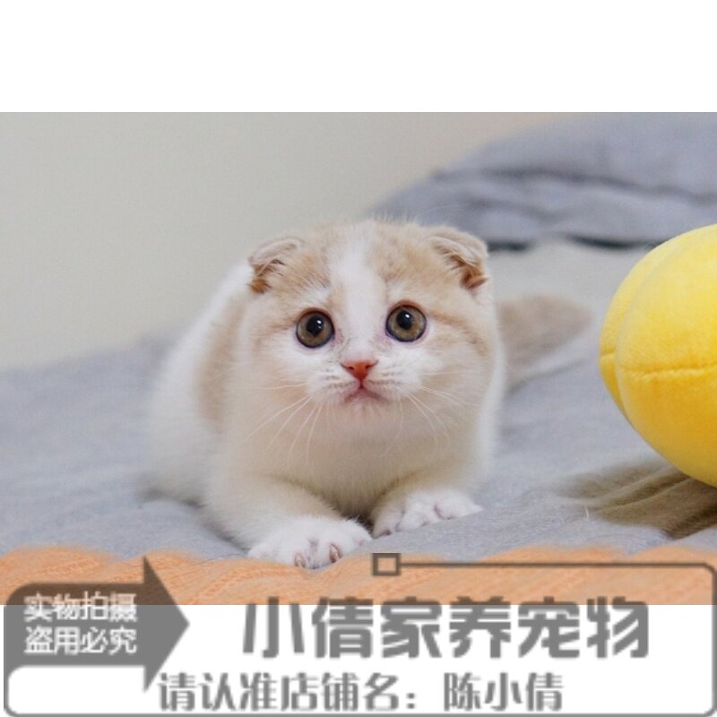 英国短毛猫苏格兰折耳猫活体纯种幼猫出售乳色加白折耳猫宠物猫h