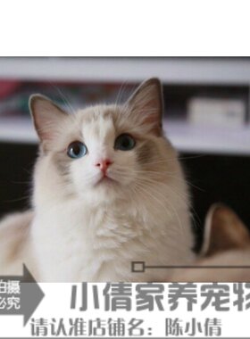 美国纯种活体布偶猫
