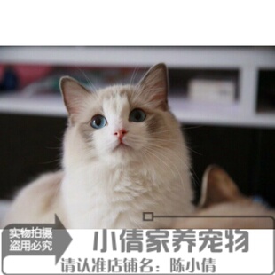 赛级美国布偶猫幼猫布偶纯种长毛猫活体猫幼猫家养纯种宠物猫h