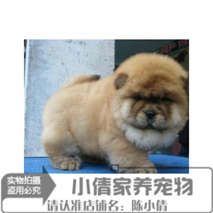 纯种家养健康松狮纯种幼犬松狮狗松狮白色棕色幼犬活体宠物狗h