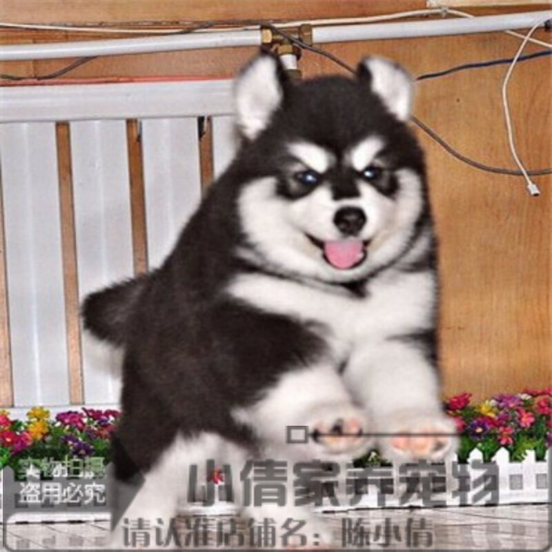 纯种阿拉斯加犬幼犬出售灰色桃脸巨型雪橇犬赛级活体宠物狗狗h