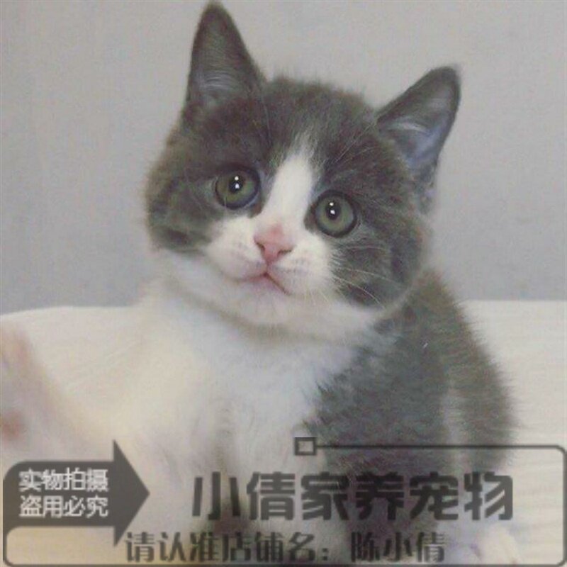 家养出售纯种蓝猫蓝白正八字粉鼻头英国短毛猫宠物幼猫活体h