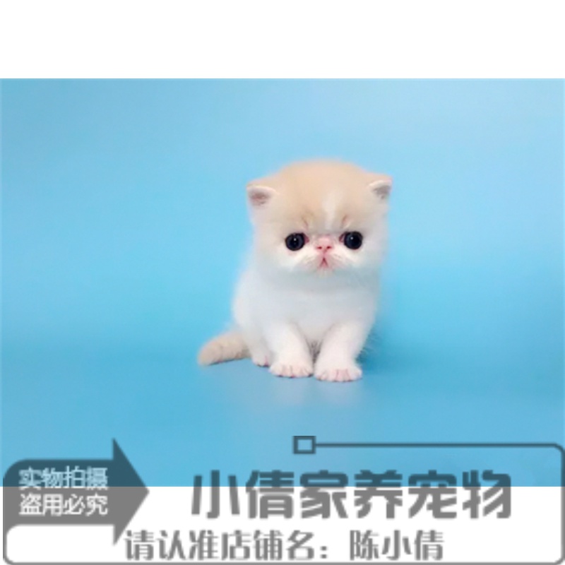 活体纯种黄白奶油色异国短毛猫