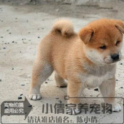 小狗台湾活体日本柴犬