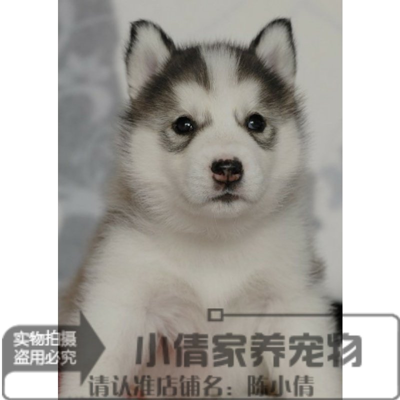 纯种西伯利亚雪橇犬幼犬活体哈士奇狗狗宠物狗灰色小狗二哈活体q
