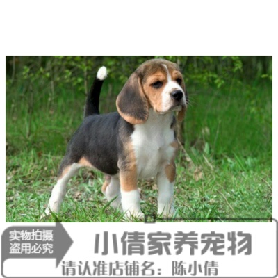 出售纯种活体比格犬